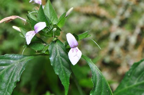 九頭芙蓉|特色植物報報